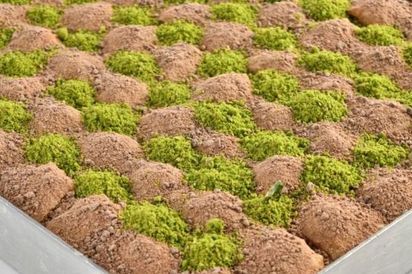 SOĞUK BAKLAVA ( KG )